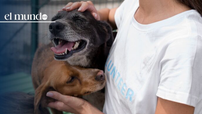 Día Mundial del Perro: ¿Por qué se celebra el 21 de julio?