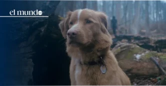 Good Boy calificacion