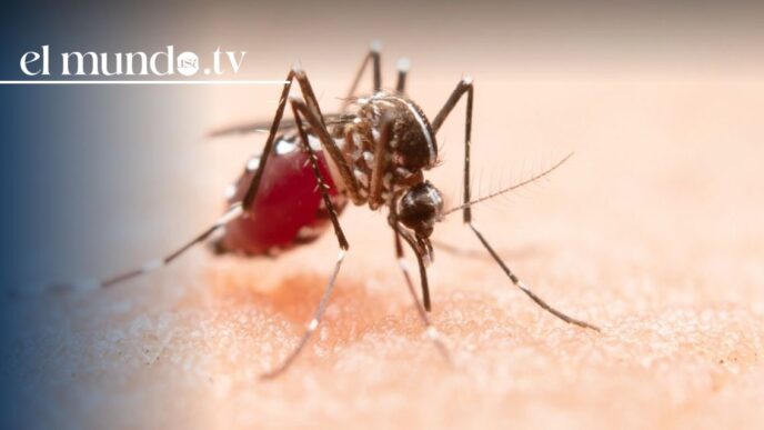 Chikungunya outbreak in Seychelles triggers U.S. travel alert