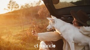 Dog Travel on Popular U.S. Road Trips with Pet-Friendly Routes and Safety Guidelines