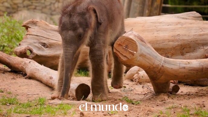 Fort Worth Zoo Celebrates Birth of Healthy Male Asian Elephant Calf