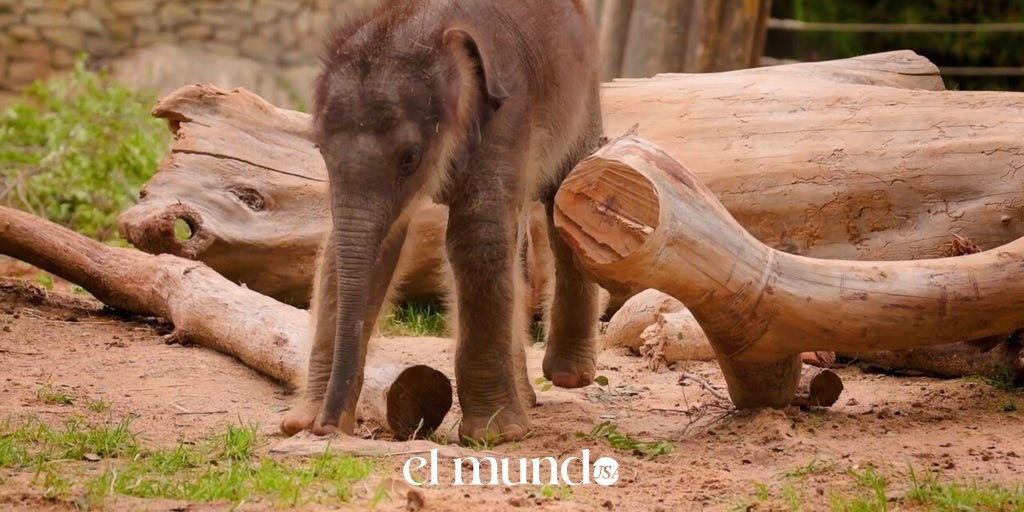 Fort Worth Zoo Celebrates Birth of Healthy Male Asian Elephant Calf