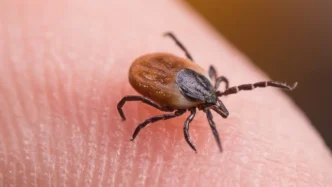 Emergency Room Visits for Tick Bites Surge to Highest Seasonal Levels in Nearly a Decade