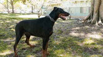 LAPD Officer Fatally Shoots Family Dog During Response to Woman Celebrating Knicks Victory